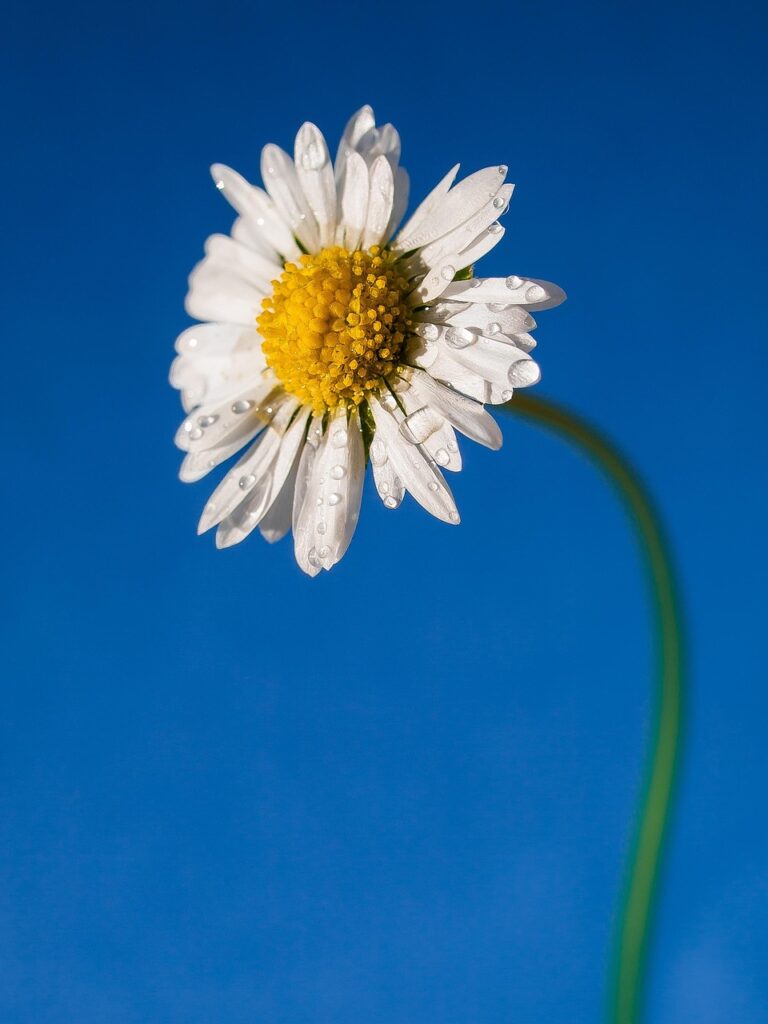 daisy, flower, dew, wet, beautiful flowers, white flower, petals, flower wallpaper, bloom, plant, flower background, garden, nature, water droplets, dew drops, closeup